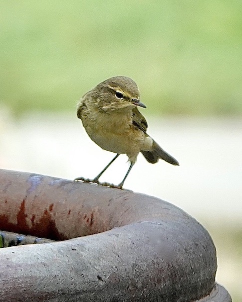 chiffchaff